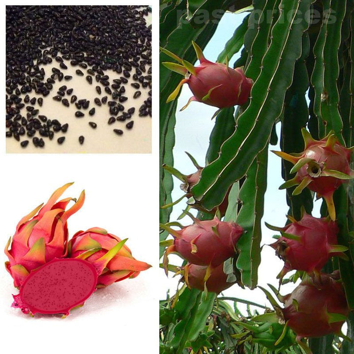 Dragon Cactus Fruit Seeds for Planting – Heirloom, Non-GMO Colorful Exotic Garden Fruit Seeds