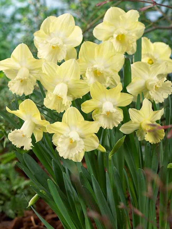 Pale Yellow Daffodil Flower Seeds for Planting – Heirloom, Non-GMO, Cottage Garden, High Germination