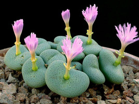 Flower Seeds, Seeds,Seeds For Planting,Plant Seeds