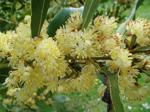Laurus Nobilis Flower Seeds for Planting – Heirloom Non-GMO, High Germination Organic Garden Seeds