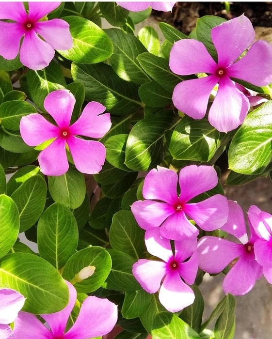 Periwinkle Flower Seeds for Planting – Heirloom, Non-GMO, High Germination Organic Garden Seeds