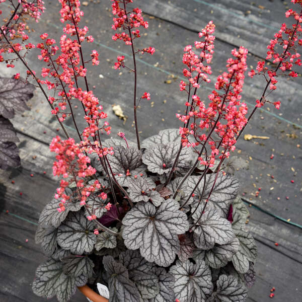 Coral Bells Heuchera Flower Seeds for Planting - Wildflower Mix, Heirloom, Non-GMO Garden Seeds