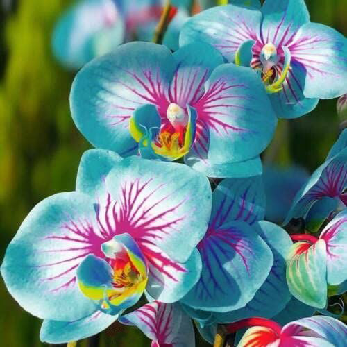 Blue Pink Phalaenopsis Orchid Seeds Flower Seeds for Planting – Shade Tolerant, Heirloom, Non-GMO