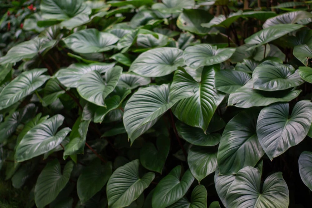 Green Homalomena  Flower seeds for Planting - Garden Favorite, Heirloom &amp; GMO Free Seeds for Home Garden, 100pcs