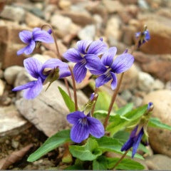 Blue Viola Mandshurica Flower Seeds for Planting – Heirloom, Non-GMO, High Germination Organic Garden Seeds
