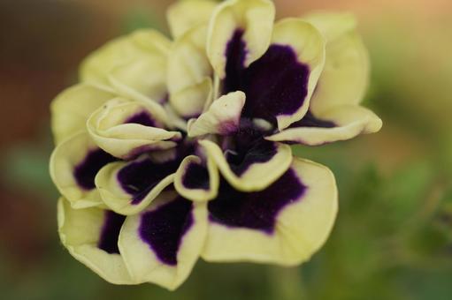Double Petunia Black Yellow Flower Seeds for Planting – Heirloom, Non-GMO, High Germination Organic Garden Seeds