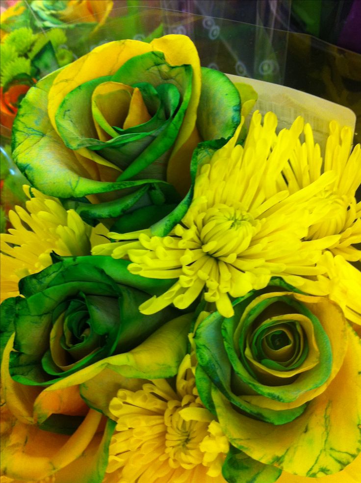 Yellow Green Rose Flower Seeds for Planting – Heirloom, Non-GMO, High Germination Garden Blooms