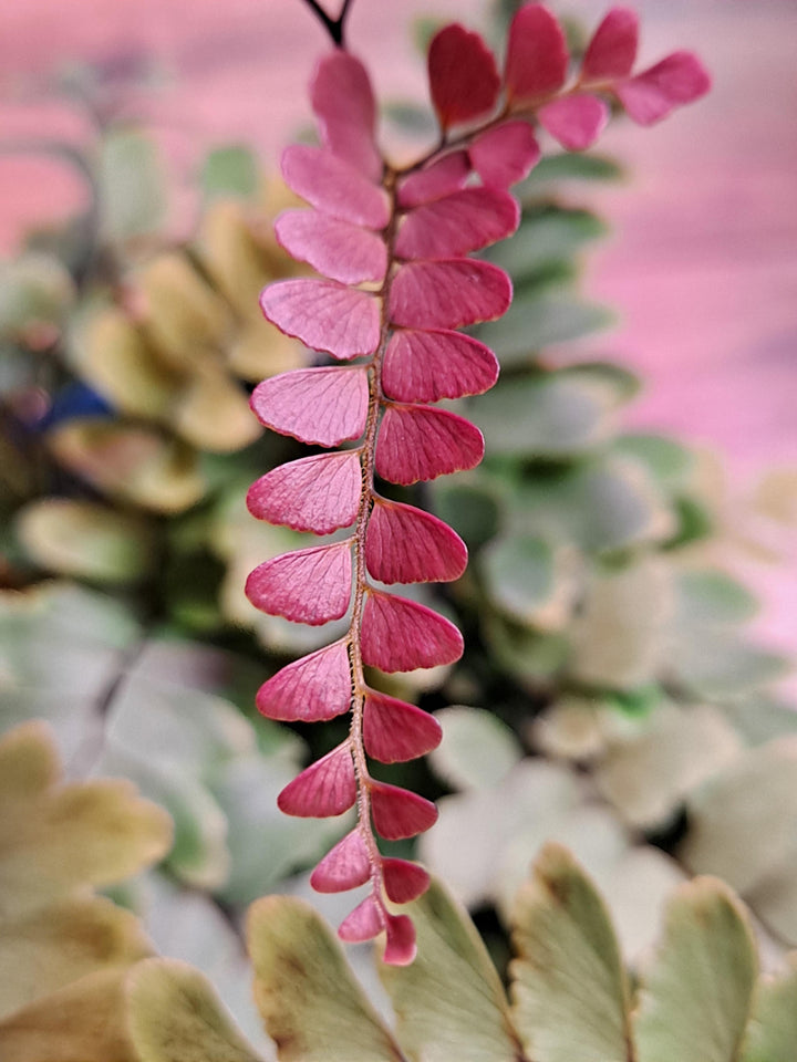 Dark Pink Fern Pteridophyta Seeds for Planting – Wildflower Mix, Heirloom & Non-GMO Garden Seeds