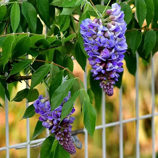 American Wisteria (Wisteria frutescens) Flower Seeds for Planting – Heirloom, Non-GMO, Borders Garden