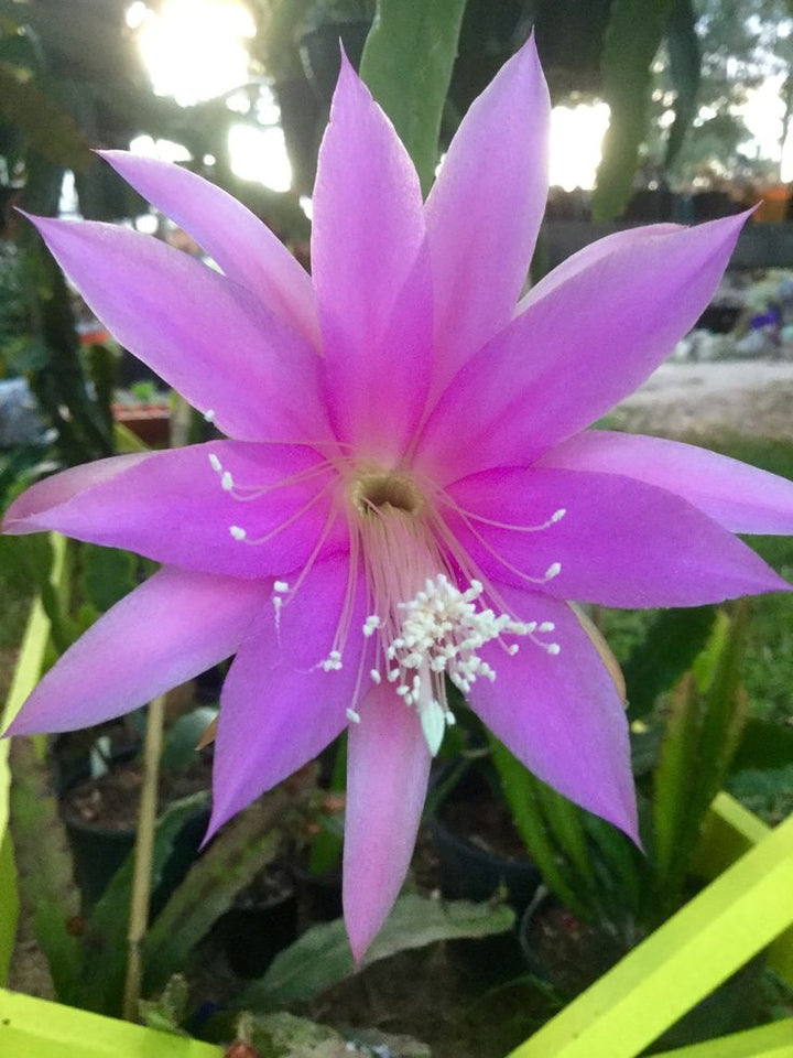 Purple Nopalxochia Flower Seeds – Heirloom, Non-GMO, High Germination Organic Garden Seeds for Planting