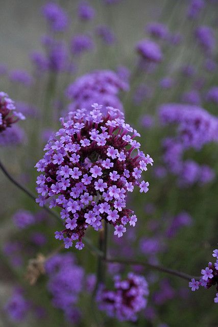 Light Purple Mini Violet Flower Seeds for Planting – Heirloom, Non-GMO, High Germination Organic Garden Seeds