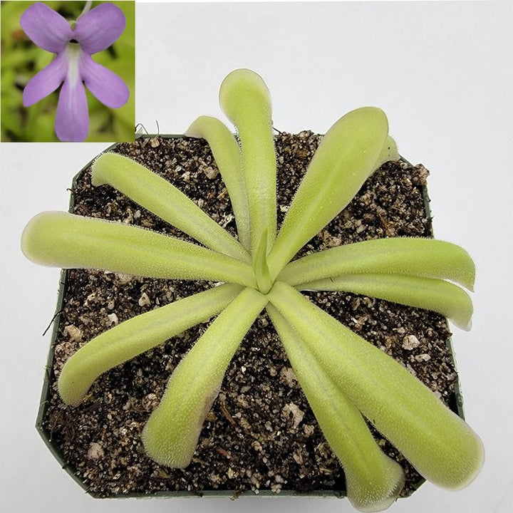 Pinguicula Moctezumae Butterwort Seeds for Planting – Heirloom, Non-GMO, High Germination Organic Garden Seeds