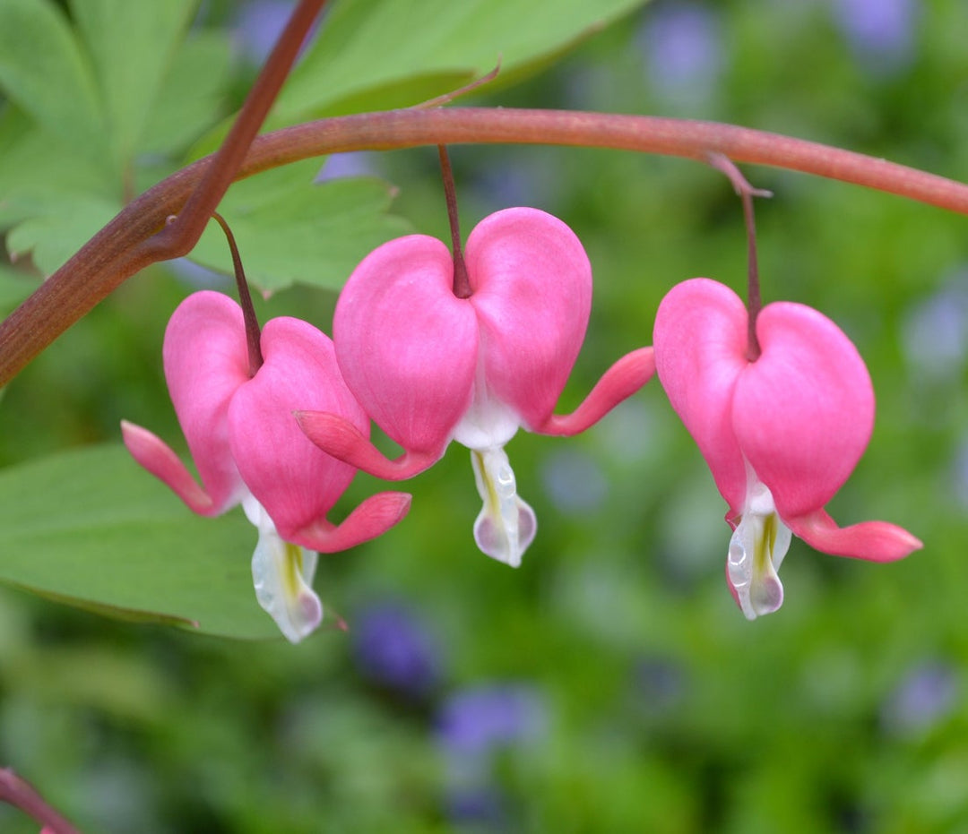 Light Pink Heart Flower Seeds for Planting – Heirloom, Non-GMO, Low Maintenance, High Germination
