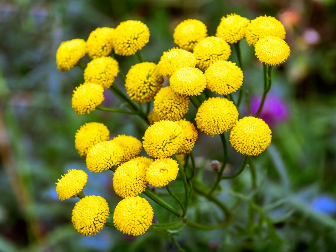 Tansy Flower Seeds for Planting – Heirloom Non-GMO, High Germination, Organic Garden Seeds