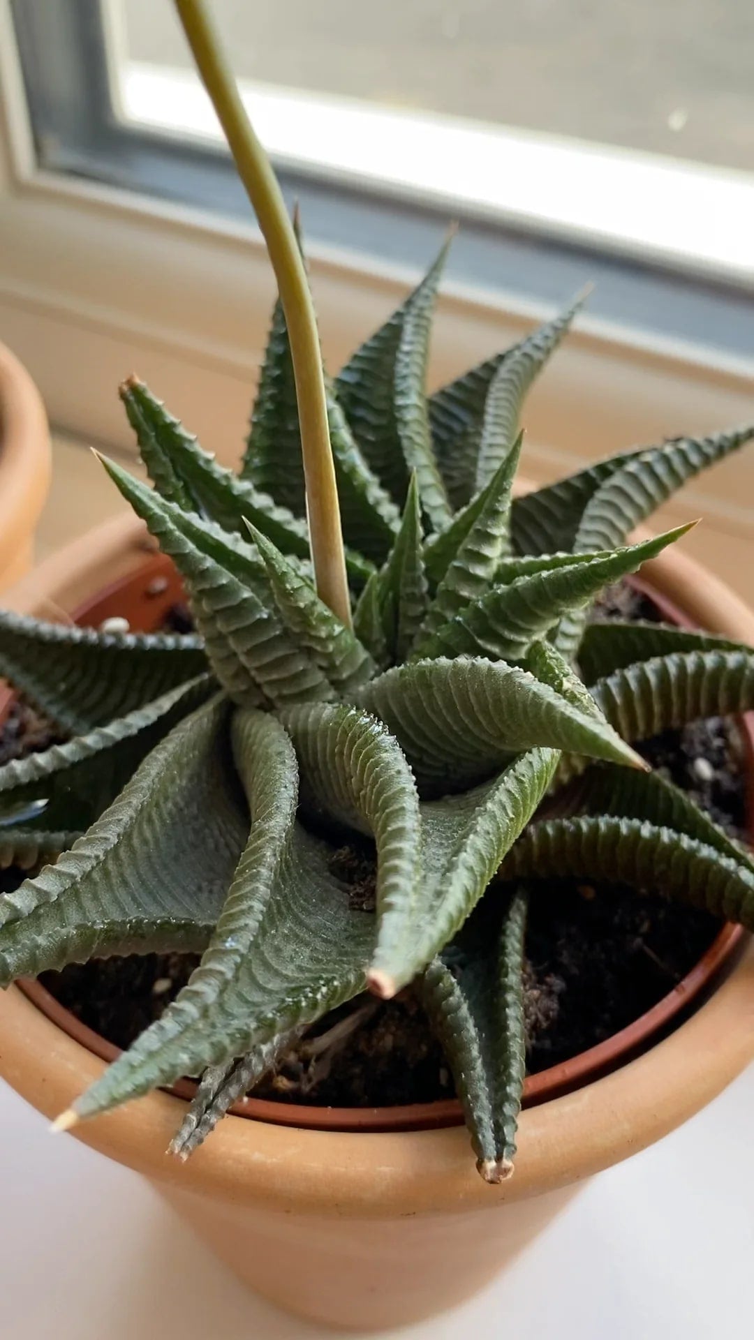 Haworthia Flower Seeds for Planting – Premium Heirloom Non-GMO Seeds for Home Garden, High Germination