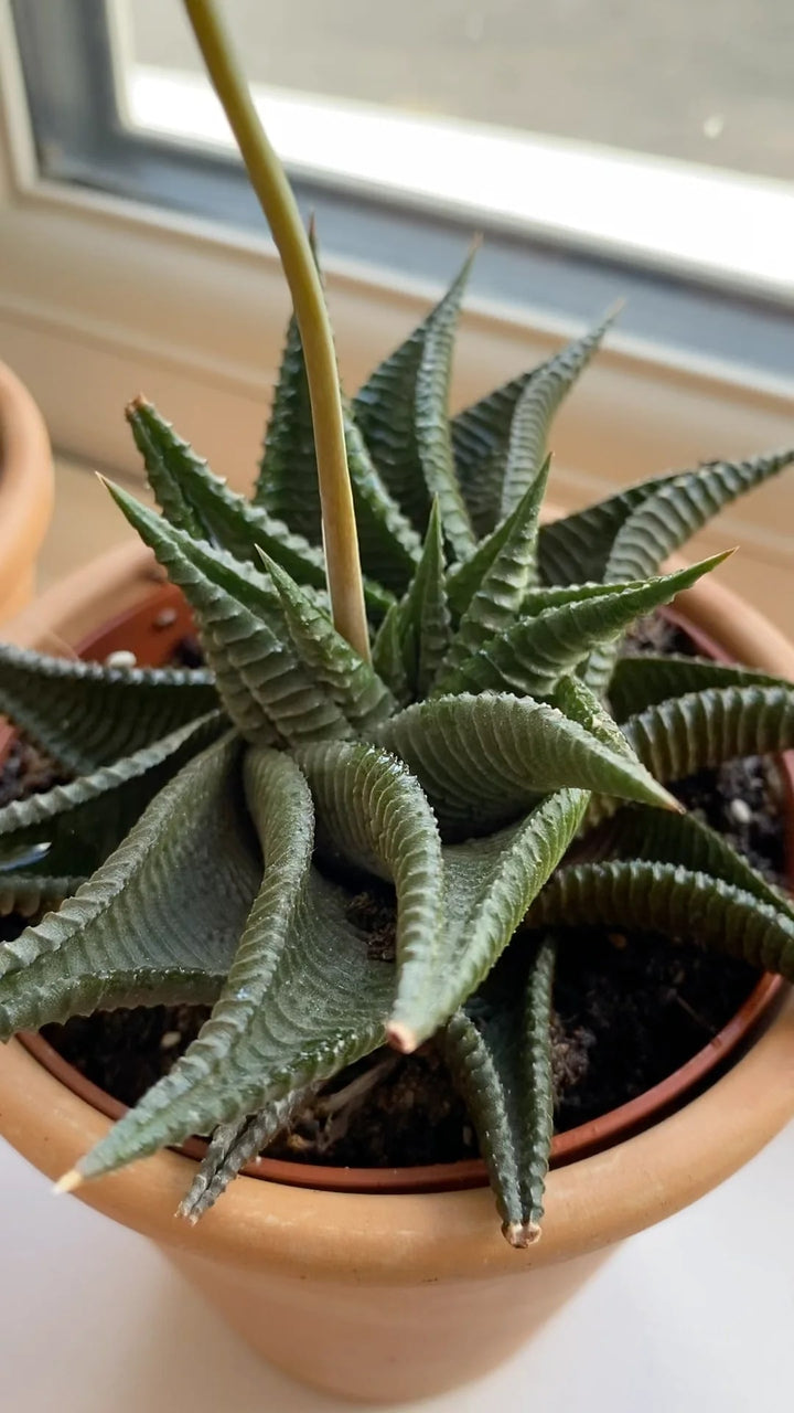Haworthia Flower Seeds for Planting – Premium Heirloom Non-GMO Seeds for Home Garden, High Germination