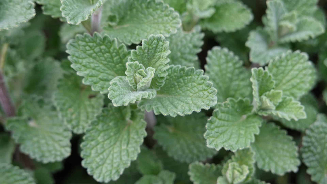 Green Cataria Herb Seeds for Planting – Heirloom, Non-GMO High-Yield Seeds for Productive Gardens