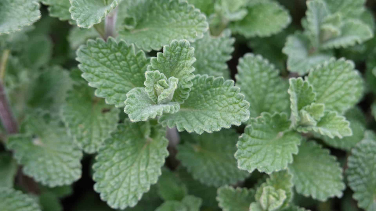 Green Cataria Herb Seeds for Planting – Heirloom, Non-GMO High-Yield Seeds for Productive Gardens