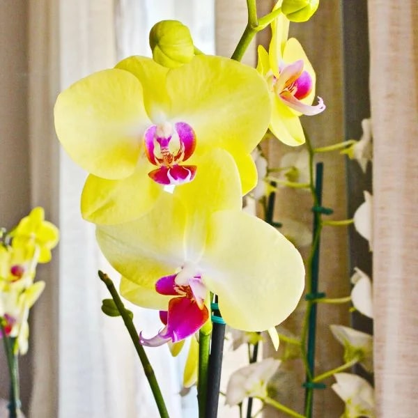 Light Yellow Phalaenopsis Flower Seeds for Planting – Heirloom, Non-GMO High Germination Seeds