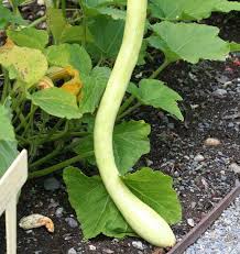 Green Tromboncino flower seeds for planting - Heirloom & Non‑GMO Garden Seeds