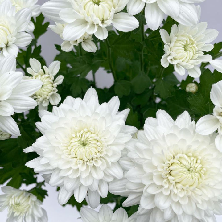 White Chrysanthemum Flower Seeds for Planting – Heirloom Non-GMO, High Germination Organic Garden Seeds