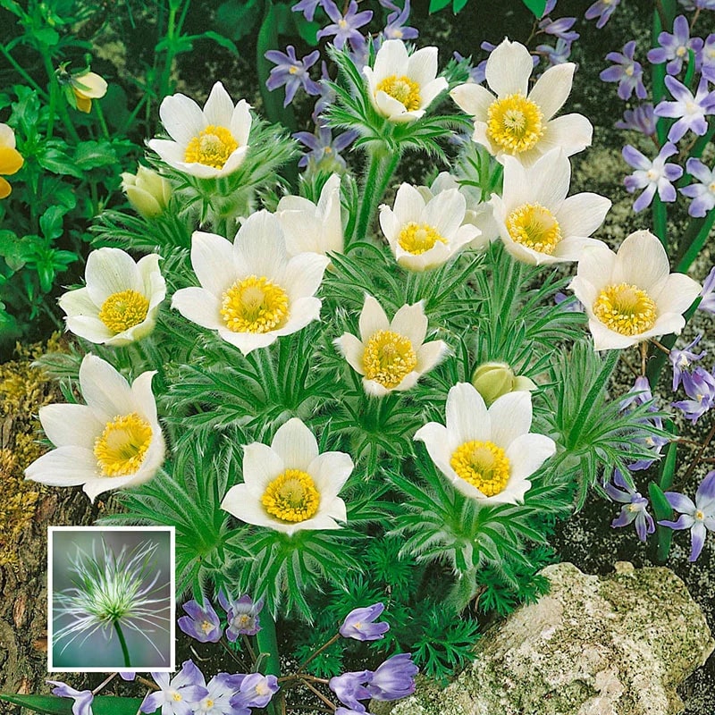 Light Green Anemone Pulsatilla Flower Seeds for Planting – Heirloom, Non-GMO Cottage Garden Essential