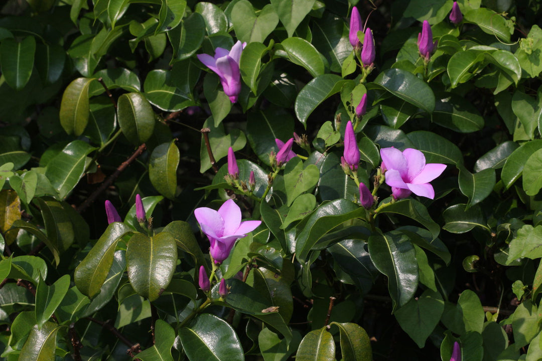 Cryptostegia Flower Seeds for Planting – Heirloom Non-GMO Organic Garden Seeds, High Germination
