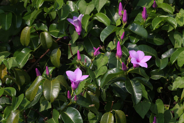 Cryptostegia Flower Seeds for Planting – Heirloom Non-GMO Organic Garden Seeds, High Germination