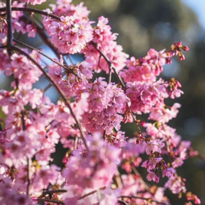 Baby Pink Weeping Forsythia Flower Seeds for Planting | Heirloom, Non-GMO, High Germination