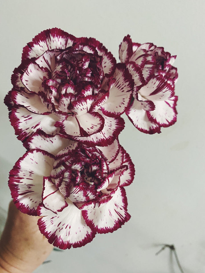 Maroon White Carnation Flower Seeds for Planting – Wildflower Mix, Heirloom & Non-GMO Garden Seeds