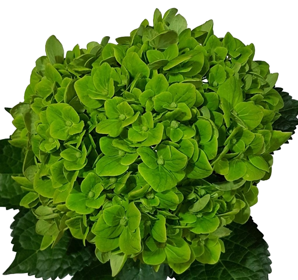 Dark Green Hydrangea Flower Seeds for Planting – Easy to Grow Heirloom Non-GMO, High Germination Organic Garden Seeds