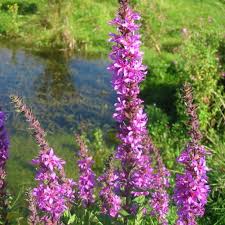 Purple Loosestrife Flower Seeds for Planting – Heirloom & Non-GMO Hardy Perennial for Wetlands and Pollinator Gardens