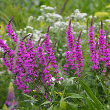 Purple Loosestrife Flower Seeds for Planting – Heirloom & Non-GMO Hardy Perennial for Wetlands and Pollinator Gardens