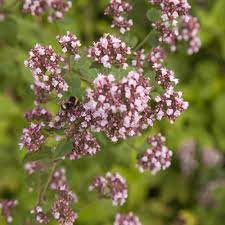 Sweet Marjoram Herb Seeds for Planting – Heirloom, Non-GMO Seeds for Culinary and Medicinal Herb Gardens