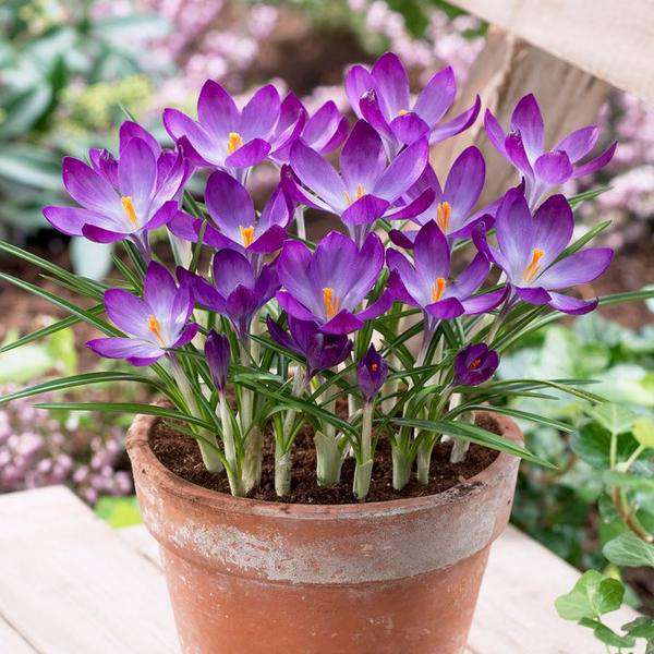 Crocus Flower Seeds for Planting – Heirloom, Non-GMO, High Germination Organic Garden Seeds