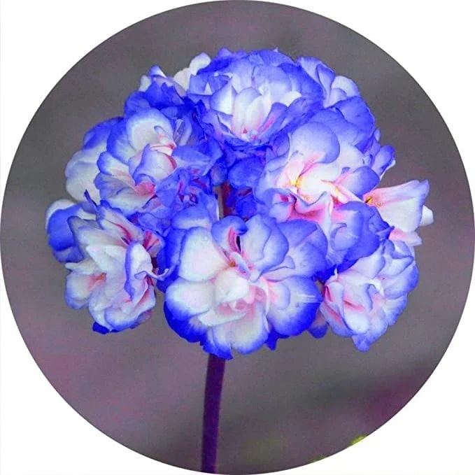 Blue White Geranium Pelargonium Flower Seeds for Planting – Wildflower Mix, Heirloom Non-GMO Seeds