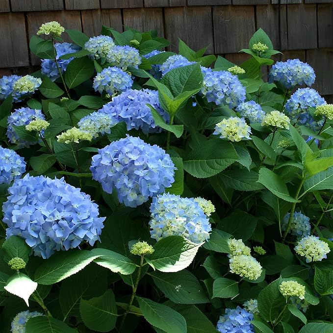 Hydrangea Flower Seeds for Planting – Heirloom, Non-GMO, High Germination Compact Garden Seeds