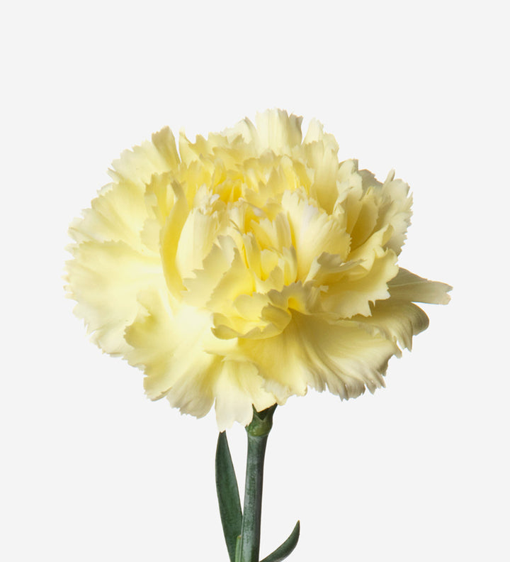 Yellow Carnation Flower Seeds for Planting – Heirloom, Non-GMO, Easy to Grow, High Germination Seeds