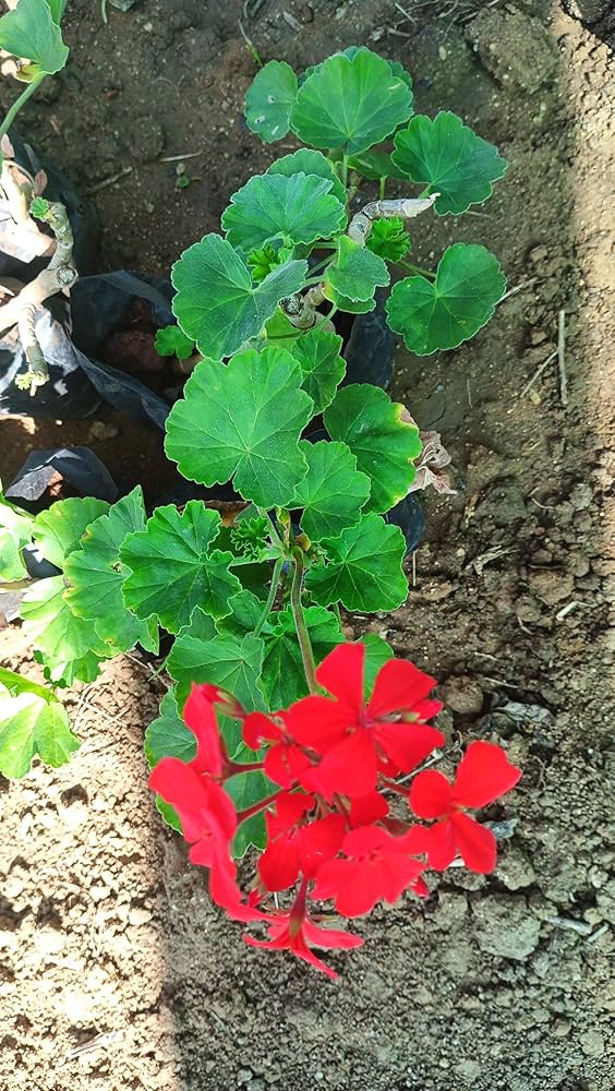 Red Edge Geranium Flower Seeds for Planting – Heirloom Non-GMO Seeds, High Germination