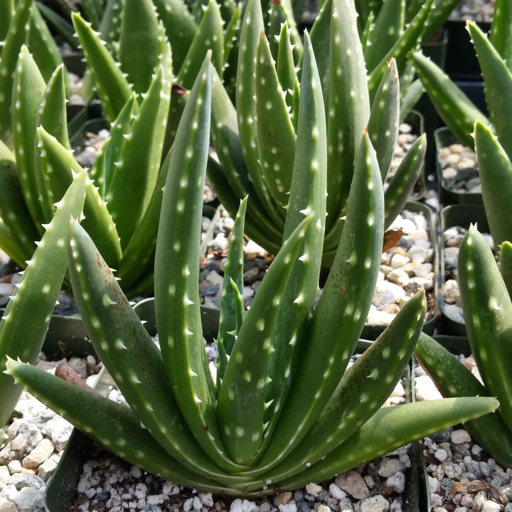 White Succulent Aloe Vera Herb Seeds for Planting – Heirloom, Non-GMO Ideal for Containers