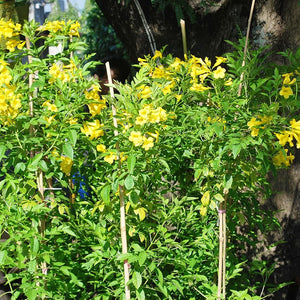 Flower Seeds, Seeds,Seeds For Planting,Plant Seeds