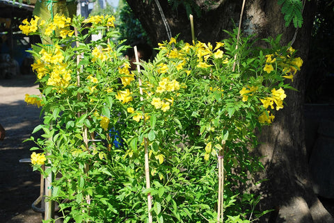 Flower Seeds, Seeds,Seeds For Planting,Plant Seeds
