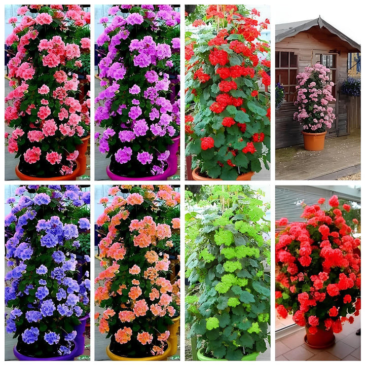 Mixed Climbing Geranium Flower Seeds for Planting | Heirloom Non-GMO Organic Garden Seeds High Germination