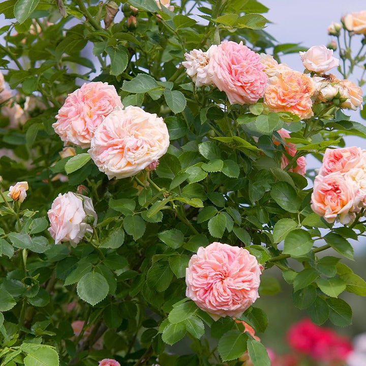 Rose Pink Climbing Perennial Rose Seeds for Planting – Heirloom, Non-GMO, High Germination Garden Seeds