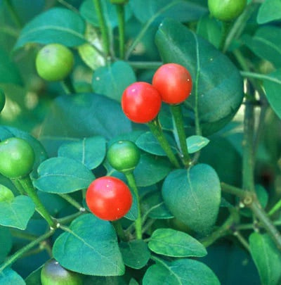 Texas Chiltepin Pepper Seeds for Planting – Heirloom, Non-GMO, Wild Hot Chili – High Germination