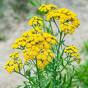 Tansy Flower seeds for Planting - Compact Growth, Heirloom &amp; GMO Free Seeds for Home Garden, 100 pcs