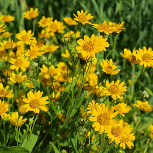 Flower Seeds, Seeds,Seeds For Planting,Plant Seeds