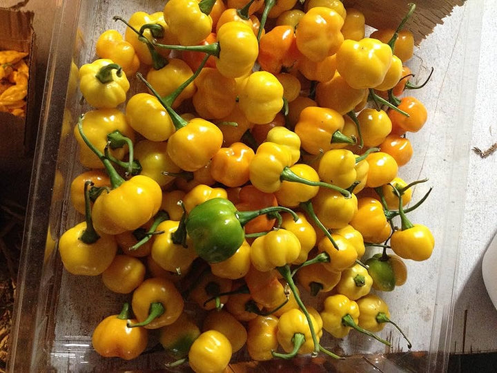 Aji Dulce Yellow Round Pepper Seeds – Heirloom Non-GMO Mild Sweet Chili Seeds for Planting