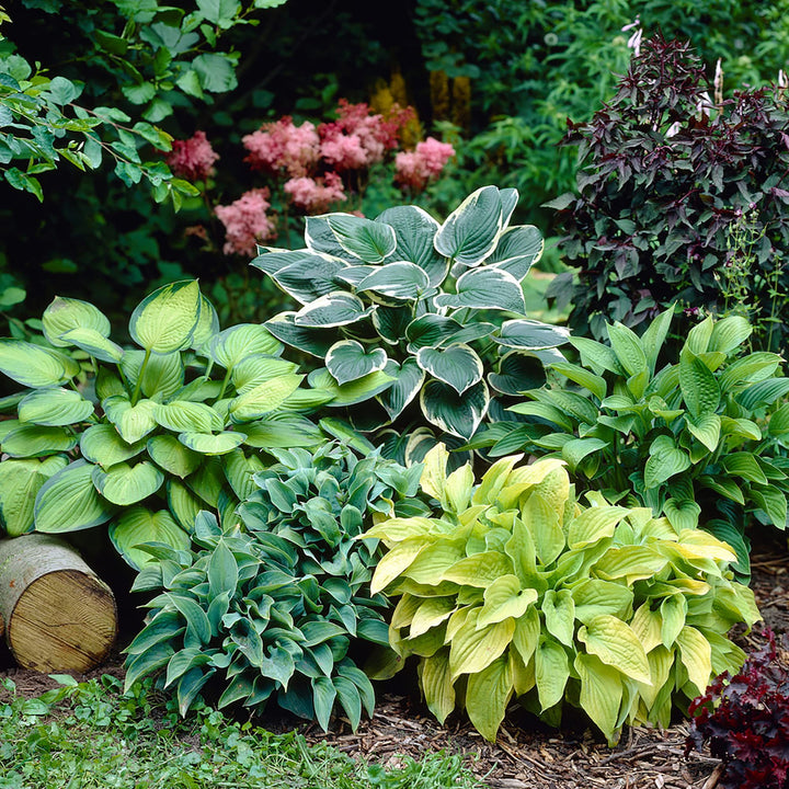 Flower Seeds, Seeds,Seeds For Planting,Plant Seeds