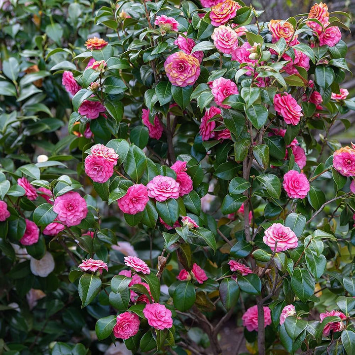 Pink Red Camellia Flores Flower Seeds for Planting – Heirloom, Non-GMO, High Germination Seeds